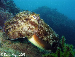 Friendly and curious Cuttlefish....¸><((((º>....Canon G9 by Brian Mayes 